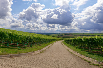Landschaft und Weinberge bei Wipfeld, Landkreis Schweinfurt, Unterfranken, Franken, Bayern, Deutschland