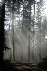 Fototapeta premium morning in the forest