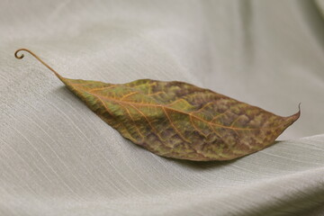 fallen avocado leaf on fabric