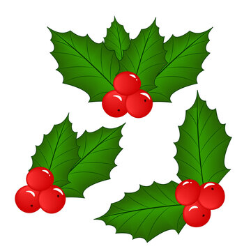 Holly set with berries. Christmas design