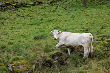 Obraz premium Norwegen - Rinder / Norway - Cattles /