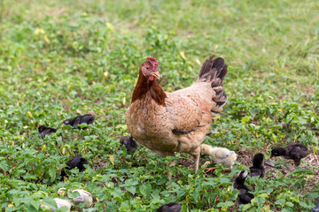 Black rooster or chicken. Rooster isolated on Nature background. A smart Thai rooster. Chickens walk on the grass. Mother hen with chickens in a rural yard.
