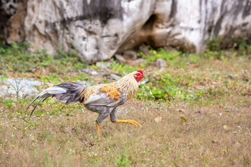 Black rooster or chicken. Rooster isolated on Nature background. A smart Thai rooster. Chickens walk on the grass