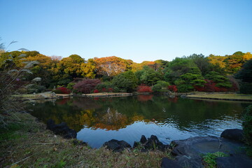 小石川植物園の紅葉の風景