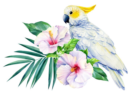 Cockatoo parrot and tropical flower on isolated white background, watercolor illustration, jungle design