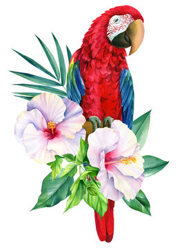 Red Parrot, palm leaf and tropical flower on isolated white background, watercolor illustration, jungle design