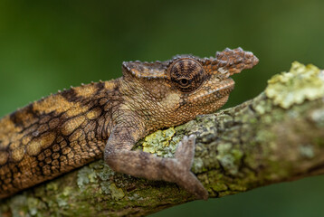 Boehme's Chameleon - Kinyongia boehmei, beautiful special lizard from African bushes and forests, endemic to Kenya.