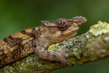 Boehme's Chameleon - Kinyongia boehmei, beautiful special lizard from African bushes and forests, endemic to Kenya.