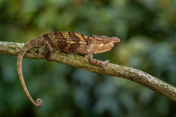 Boehme's Chameleon - Kinyongia boehmei, beautiful special lizard from African bushes and forests, endemic to Kenya.