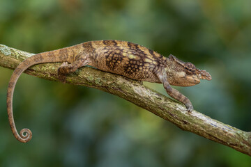 Boehme's Chameleon - Kinyongia boehmei, beautiful special lizard from African bushes and forests, endemic to Kenya.