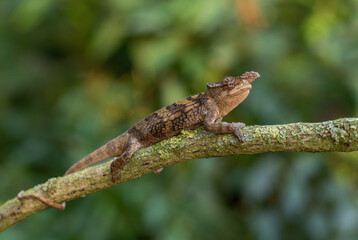 Boehme's Chameleon - Kinyongia boehmei, beautiful special lizard from African bushes and forests, endemic to Kenya.