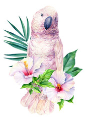 Pink Cockatoo parrots and tropical flower on isolated white background, bird watercolor illustration, jungle design