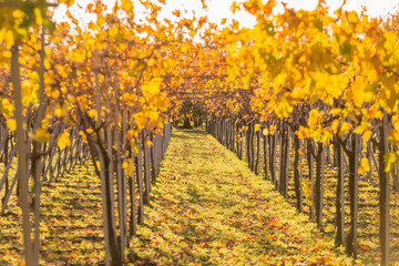 Naklejka premium Autumn in Puglia, Italy