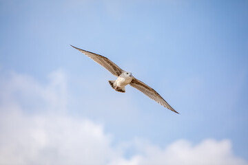 Seagull in flight against a blue sky