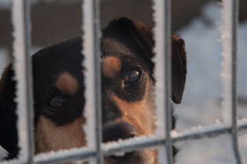 Dog in winter