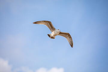 Seagull in flight against a blue sky