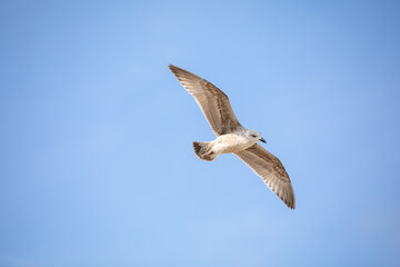 Fototapeta na wymiar Seagull in flight against a blue sky