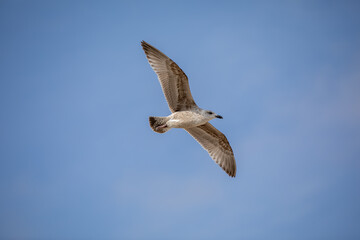 Seagull in flight against a blue sky