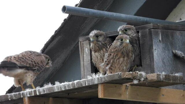 Turmfalke (Falco tinnunculus) 