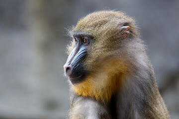 close up portrait of a mandrill monkey at habitat