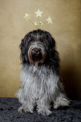 Merry Christmas Dutch Sheepdog (Schapendoes)