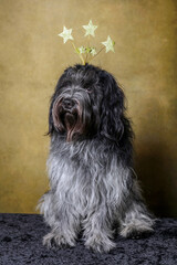 Merry Christmas Dutch Sheepdog (Schapendoes)