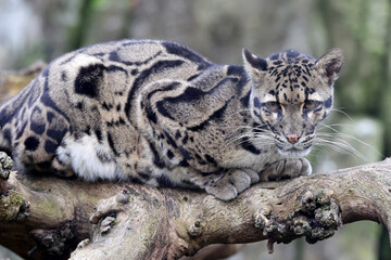 close up of a clouded leopard (Neofelis nebulosa) in habitat