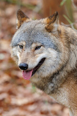 close up portrait of a grey wolf (Canis lupus) at habitat