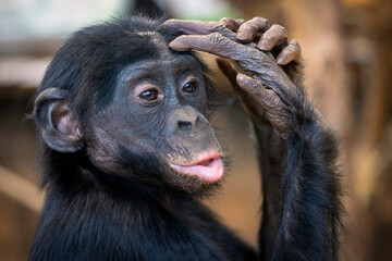 close up portrait of bonobo (Pan paniscus) youngster  at habitat