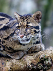 close up of a clouded leopard (Neofelis nebulosa) in habitat