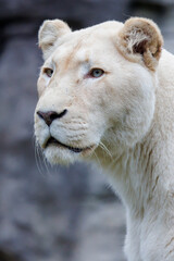 close up portrait of White lion (Panthera leo) at habitat