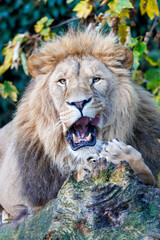 close up of a funny male lion (Panthera leo) at habitat