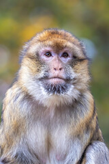 close up portrait of a barbary macaque (Macaca sylvanus) at habitat