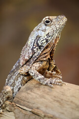 close up of a frilled lizard (Chlamydosaurus kingii) at habitat