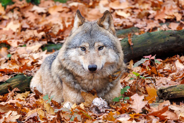 close up portrait of a grey wolf (Canis lupus) at habitat