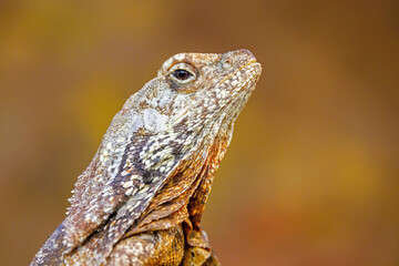 close up of a frilled lizard (Chlamydosaurus kingii) at habitat