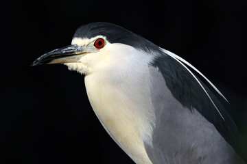 close up of a Black-crowned night heron (Nycticorax nycticorax) at habitat