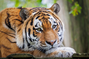 close up portrait of a Siberian tiger (Panthera tigris altaica) at habitat