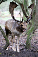 An European fallow deer in natural habitat