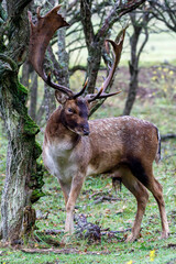 Naklejka na ściany i meble An European fallow deer in natural habitat