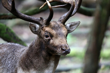 An European fallow deer in natural habitat