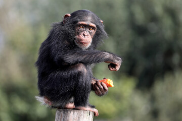 close up shot of chimpanzee (Pan troglodytes) in habitat