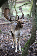 An European fallow deer in natural habitat