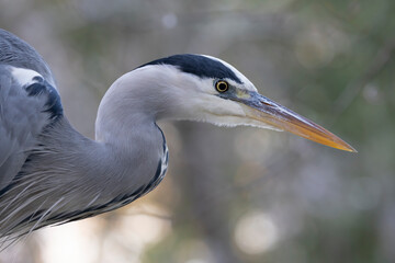 close up portrait of a Grey Heron (Ardea cinerea) at habitat