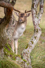 An European fallow deer in natural habitat