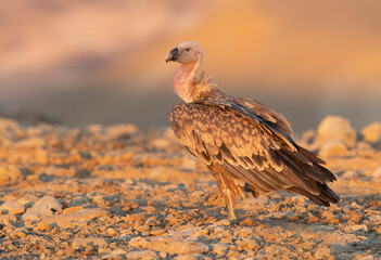 Griffon Vulture at sunrise