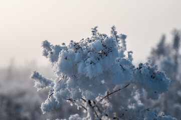 Winter plant