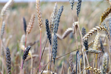 Sooty mould black mould on wheat ears, Cladosporium herbarum Alternaria alternata. Cereal diseases,...
