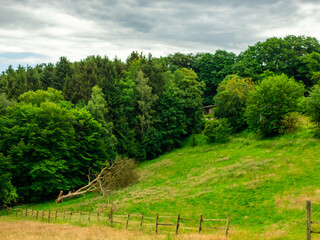 landscape with trees