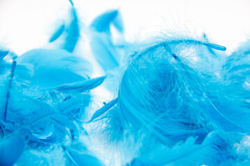 Blue fluffy bird feathers on a white background. A texture of a soft feathers.